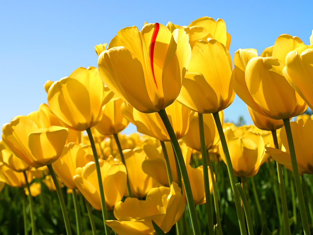 ../../daw3adia/Tulips.jpg